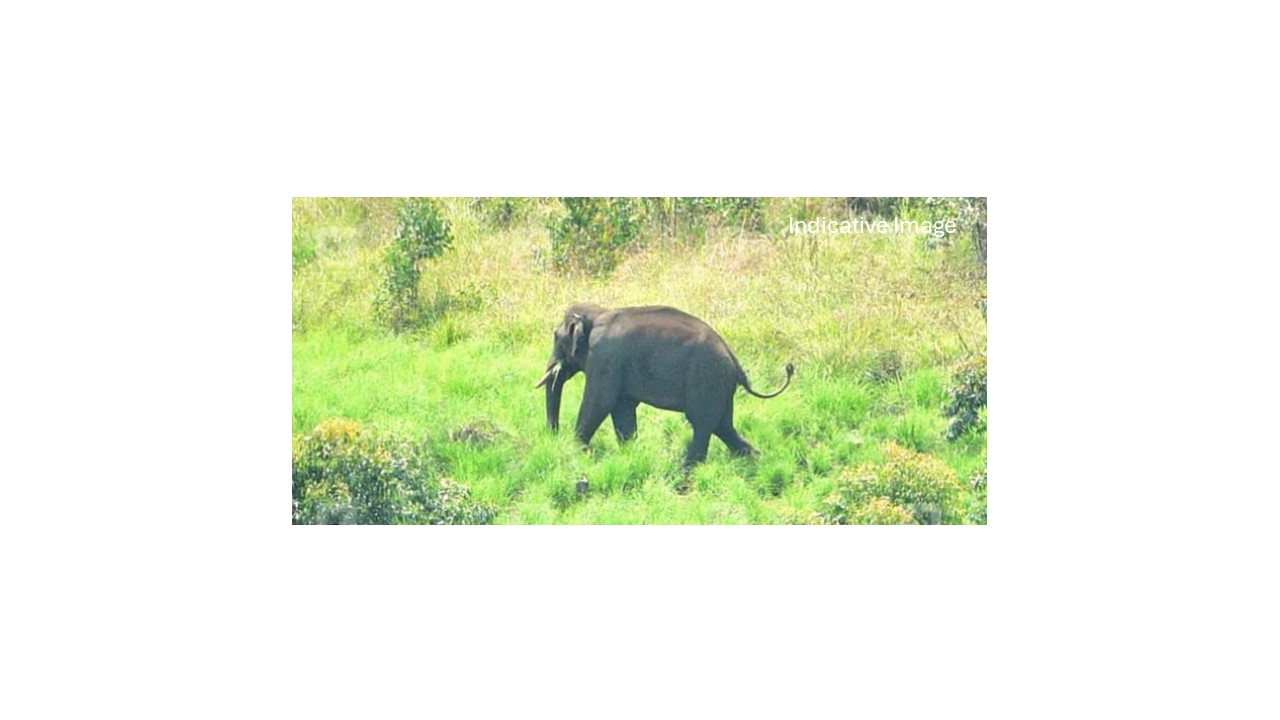 Repelling an elephant from Bekinkere area