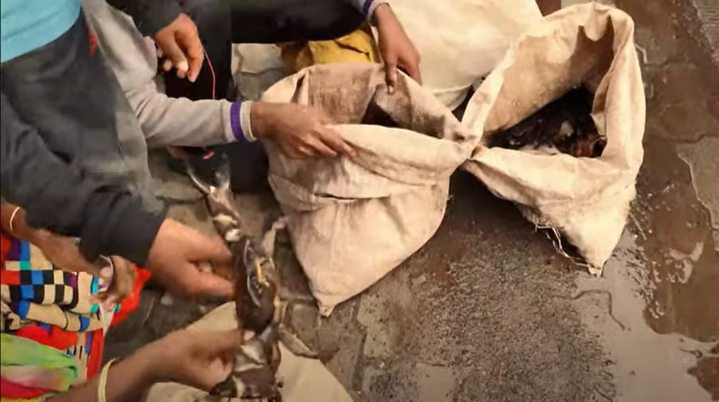 Demand for crabs increases as monsoon season begins